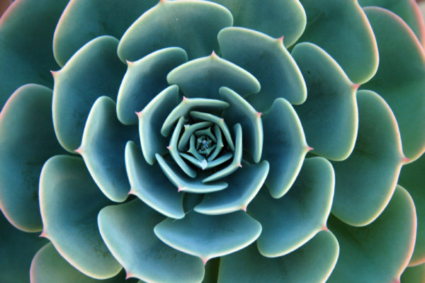 The Three Pillars of Wellness